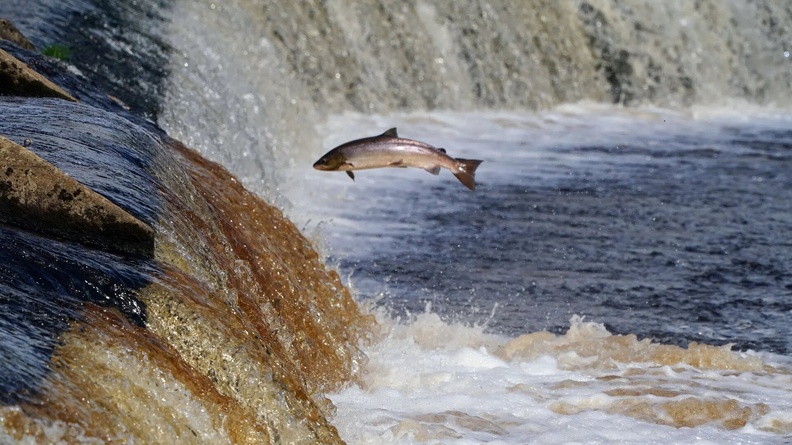 A fish leaps on the weir of the River Tyne in Northumberland, Hexham, England, UK